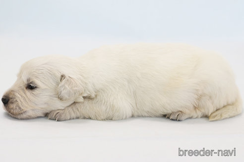 成約済の神奈川県のゴールデンレトリーバー-360180の2枚目